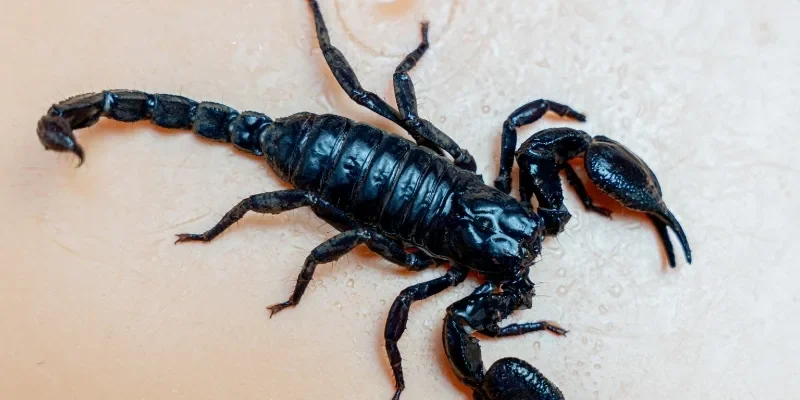 Chiêm tinh lý giải nét bí ẩn