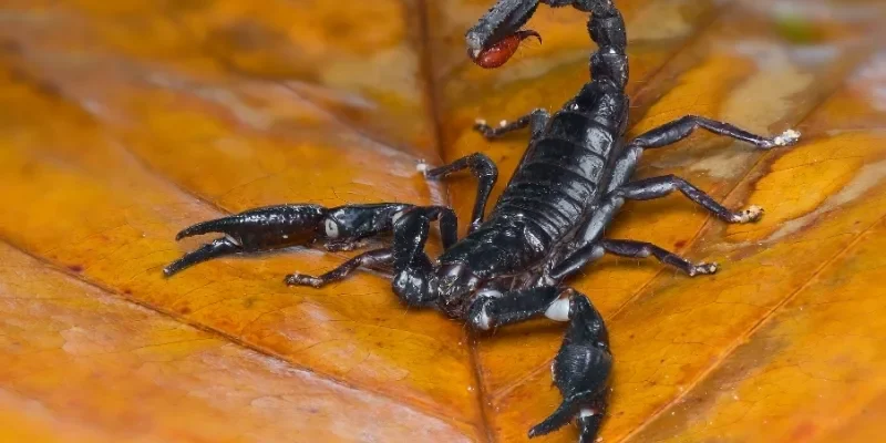 Ngành nghề phù hợp với bản chất thiên yết